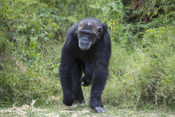 Fototapeta na wymiar Schimpanse geht durch den Busch