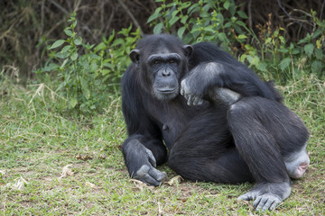 Schimpanse liegt am Boden