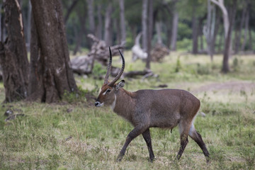 Wasserbock durchstreift den Buschwald