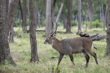 Wasserbock durchstreift den Buschwald