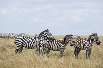Fototapeta na wymiar Herde von Zebras