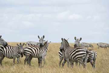 Obraz na płótnie Canvas Herde von Zebras