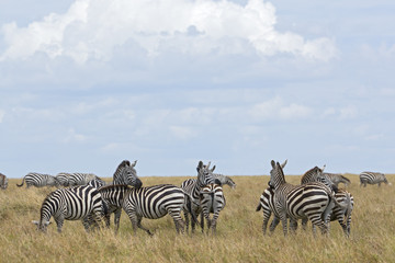Fototapeta na wymiar Herde von Zebras