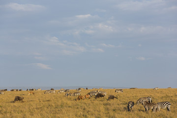 Fototapeta na wymiar Zebras in der Savanne