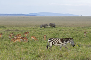 Fototapeta na wymiar Zebra durchstreift die Grasebene