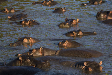 Flusspferde im Wasser 