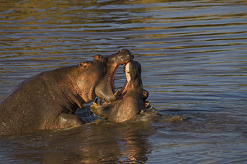 Fototapeta na wymiar Flusspferde beim Revierkampf