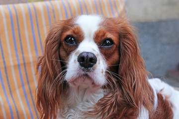 Cavalier king charles spaniel dog closeup