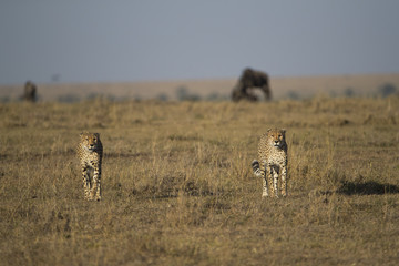 Geparden auf Beutesuche