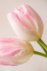 Fototapeta na wymiar Close Up of Two and Pink and White Tulips