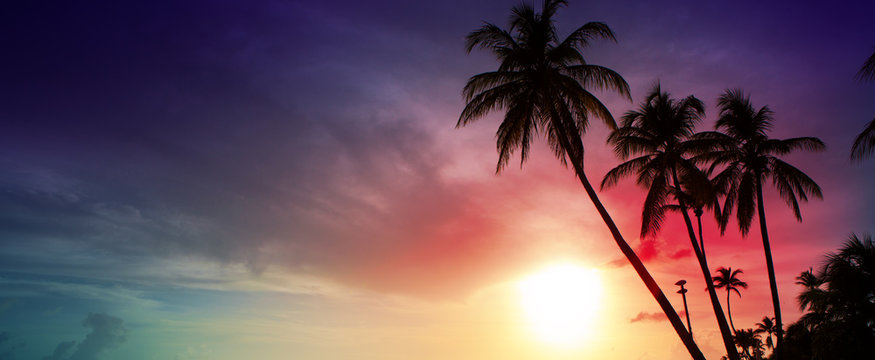 Fototapeta Palm trees and sunset on Caribean.