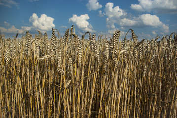 wheat field with blue sky and white clouds