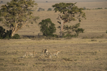 Fototapeta na wymiar Geparden auf der Jagd 