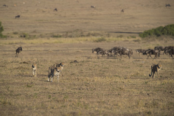 Fototapeta na wymiar Geparden auf der Jagd 