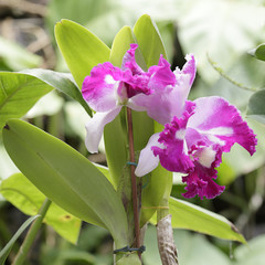 Several pink orchids in a greenhouse