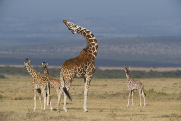 Obraz na płótnie Canvas Giraffenfamile