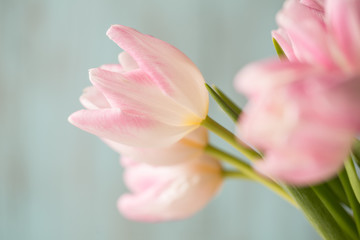 Pink and White Tulips Bouquet on Blue Background