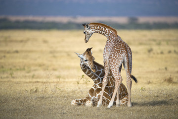 Giraffe mit ihrem Jungem © aussieanouk