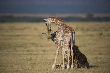 Giraffe mit ihrem Jungem © aussieanouk