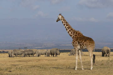 Giraffe mit Nashoerner
