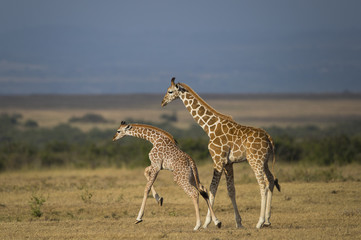 Junge Giraffen am Spielen