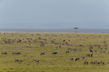 Gnuherde in der Savanne