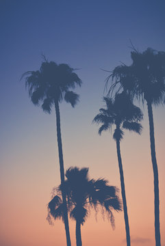 Purple Orange Sunset Sky with Palm Trees
