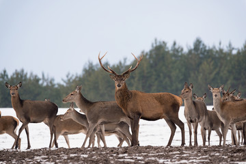 Small Herd Of Reindeer (Red Deer) On The Move And One Adult Buck With Large Antlers Standing Still And Looking At You. Adult Red Deer (Cervus Elaphus ) Surrounded By Herd,Highlighted By Depth Of Focus