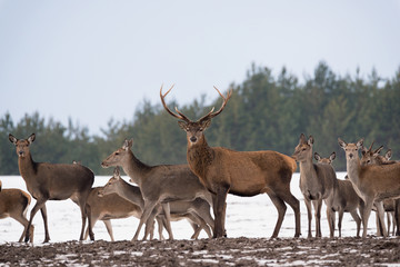 Small Herd Of Reindeer (Red Deer) On The Move And One Adult Buck With Large Antlers Standing Still...