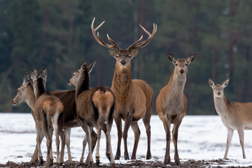Adult Great Deer (Cervus Elaphus), Dedicated Depth Of Focus, Surrounded By Herd. Noble Red Deer,...