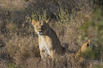 Loewen liegen im Gras