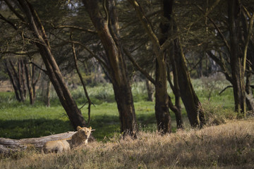 Loewe h�lt Ausschau nach Beute