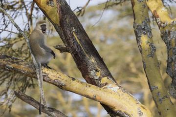 Meerkatze auf Nahrungssuche