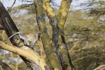 Meerkatze im Baum