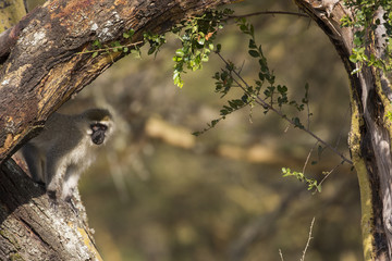 Meerkatze im Baum