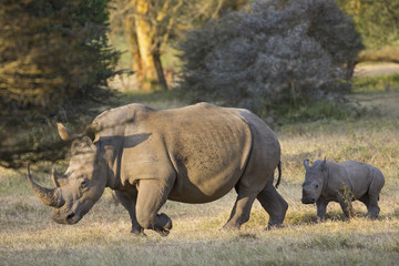 Fototapeta premium Nashorn mit Jungtier