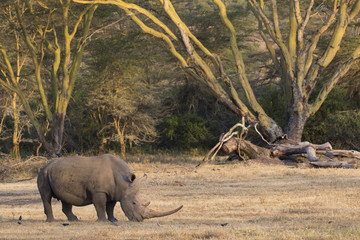 Nashorn bei der Nahrungsaufnahme