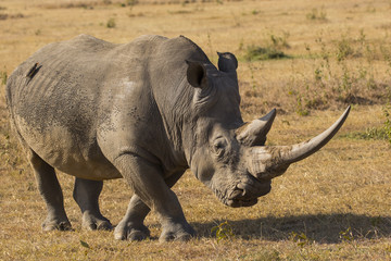 Fototapeta premium Nashorn durchstreift die Savanne