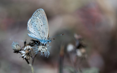 Small butterfly.