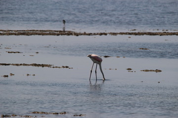 Flamant rose
