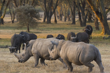 Nashorn jagd Artgenossen