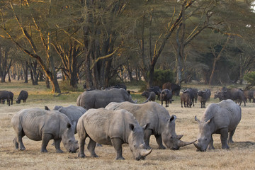 Fototapeta premium Nashoerner bei der Nahrungsaufnahme