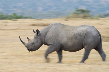 Fototapeta premium Nashorn rennt