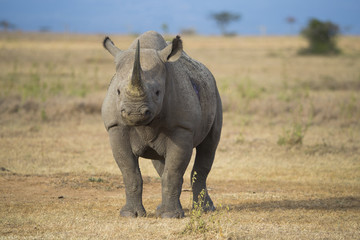 Fototapeta premium Nashorn wittert Gefahr