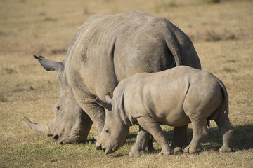 Obraz premium Nashorn mit Jungtier