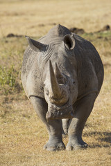 Obraz premium Nashorn in der Savanne