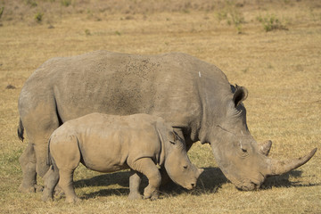 Obraz premium Nashorn mit Jungtier