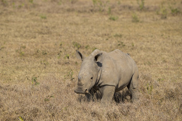 Fototapeta premium Junges Nashorn