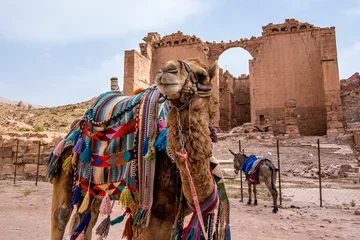 Photo sur Aluminium Chameau Chameaux arabes dans la ville antique de Petra, Jordanie