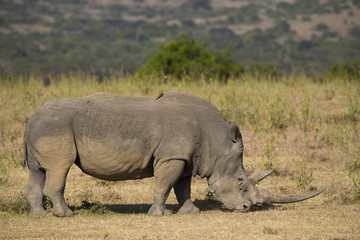 Fototapeta premium Nashorn bei der Nahrungsaufnahme